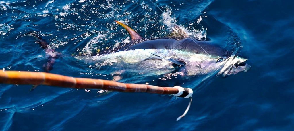 Another Super-Cow Blufin Tuna - Phenix Rods